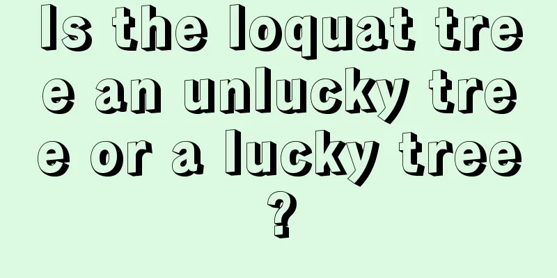 Is the loquat tree an unlucky tree or a lucky tree?