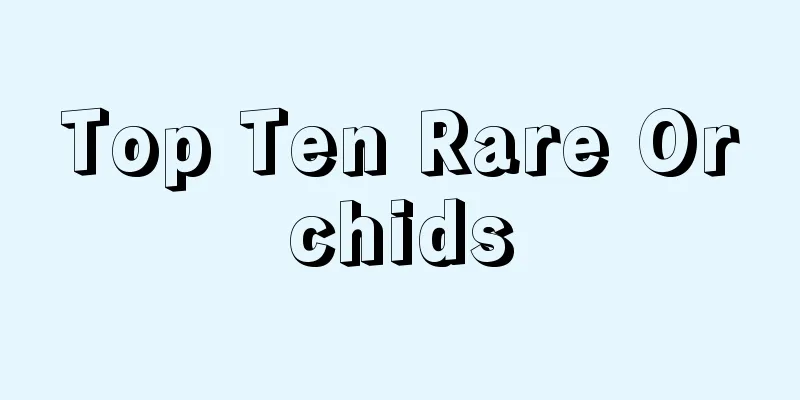 Top Ten Rare Orchids