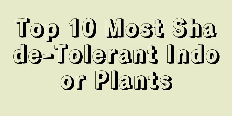 Top 10 Most Shade-Tolerant Indoor Plants