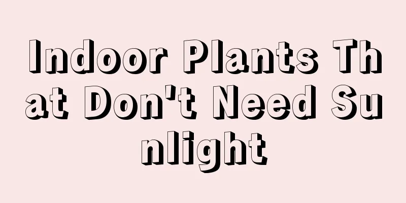 Indoor Plants That Don't Need Sunlight