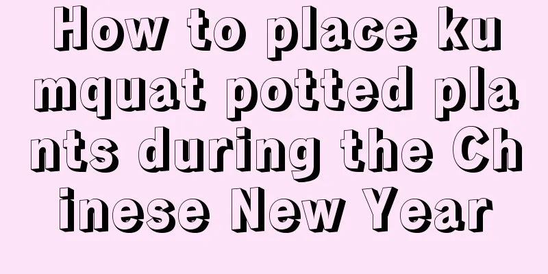 How to place kumquat potted plants during the Chinese New Year