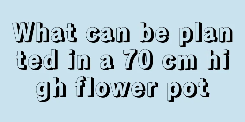 What can be planted in a 70 cm high flower pot