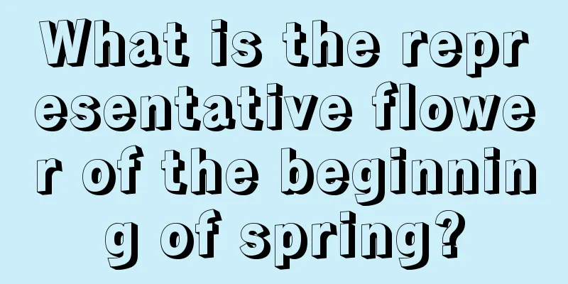 What is the representative flower of the beginning of spring?