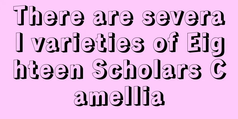 There are several varieties of Eighteen Scholars Camellia