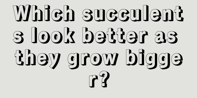 Which succulents look better as they grow bigger?