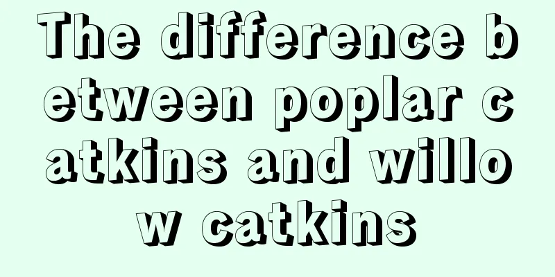 The difference between poplar catkins and willow catkins