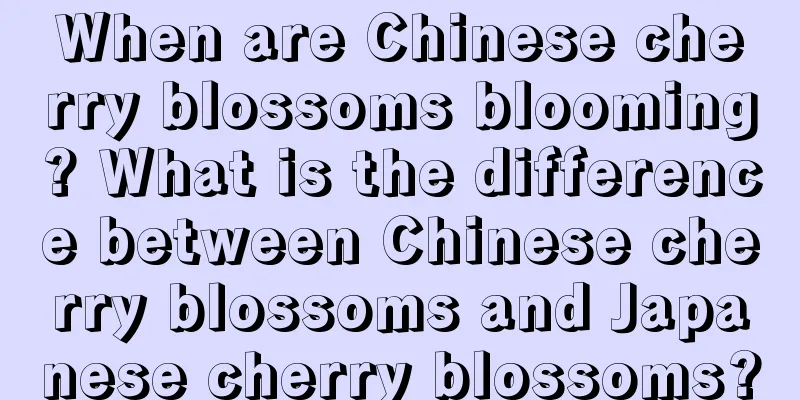 When are Chinese cherry blossoms blooming? What is the difference between Chinese cherry blossoms and Japanese cherry blossoms?