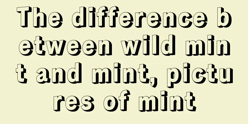 The difference between wild mint and mint, pictures of mint