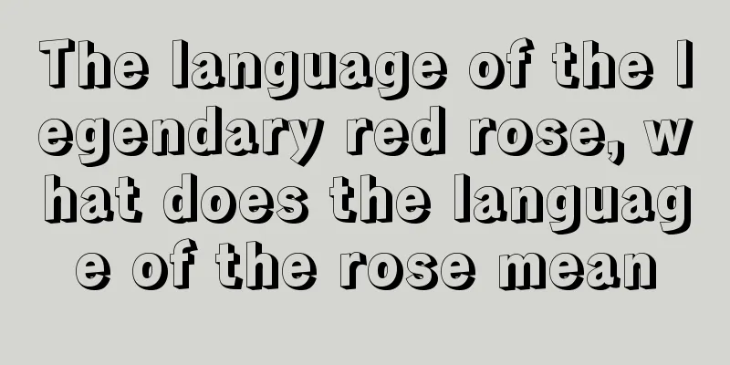 The language of the legendary red rose, what does the language of the rose mean