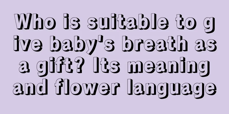 Who is suitable to give baby's breath as a gift? Its meaning and flower language