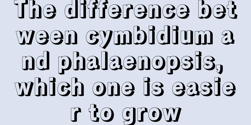 The difference between cymbidium and phalaenopsis, which one is easier to grow