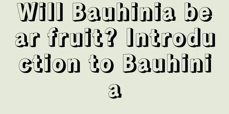 Will Bauhinia bear fruit? Introduction to Bauhinia