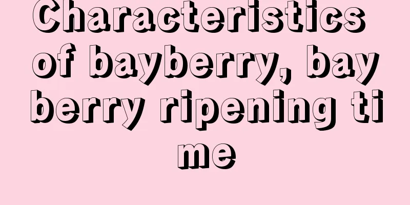 Characteristics of bayberry, bayberry ripening time