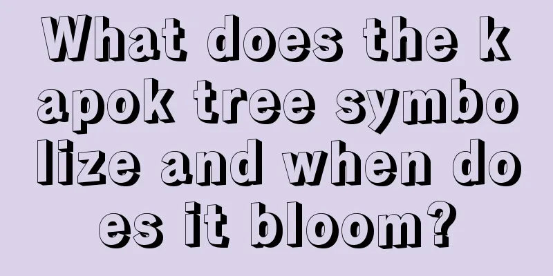 What does the kapok tree symbolize and when does it bloom?