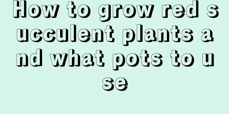 How to grow red succulent plants and what pots to use