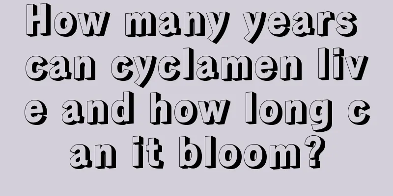 How many years can cyclamen live and how long can it bloom?