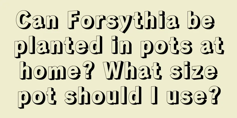 Can Forsythia be planted in pots at home? What size pot should I use?