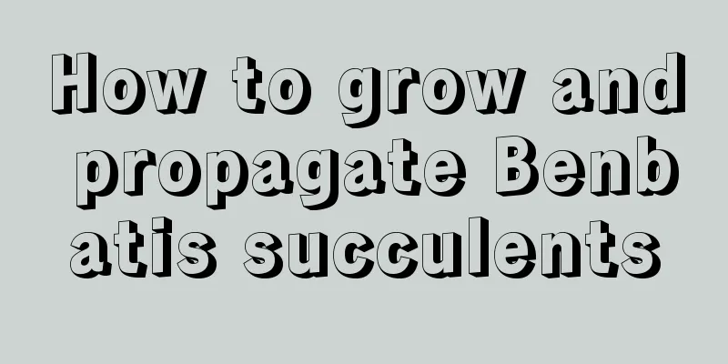 How to grow and propagate Benbatis succulents