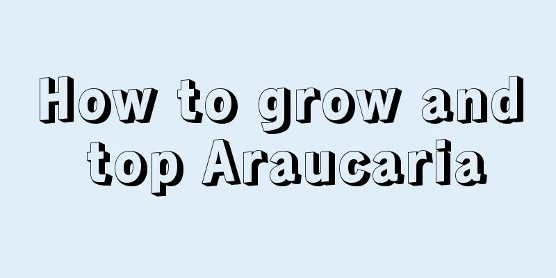 How to grow and top Araucaria