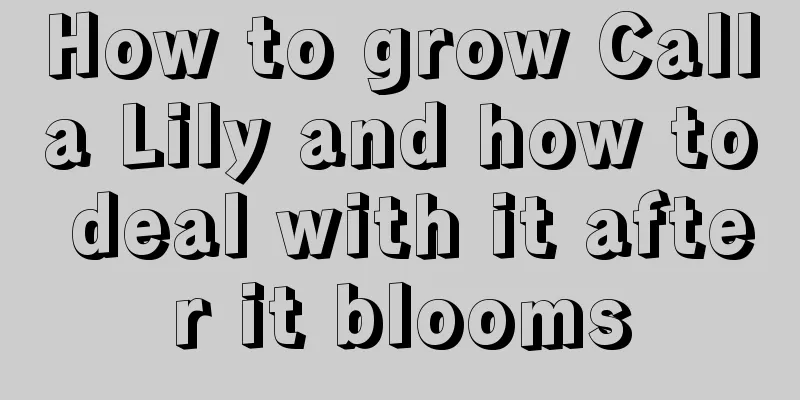 How to grow Calla Lily and how to deal with it after it blooms