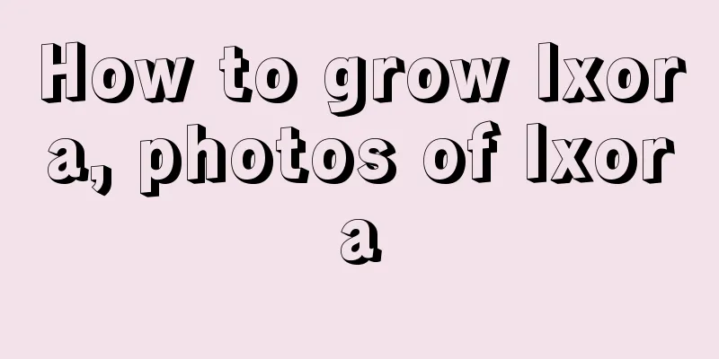 How to grow Ixora, photos of Ixora