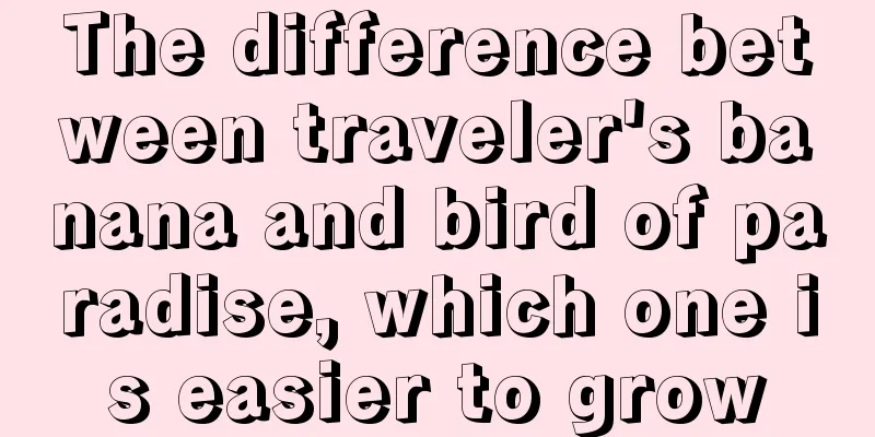 The difference between traveler's banana and bird of paradise, which one is easier to grow