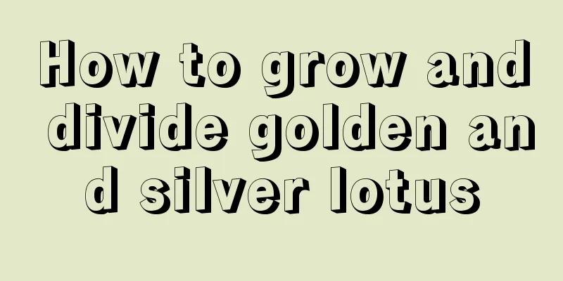 How to grow and divide golden and silver lotus