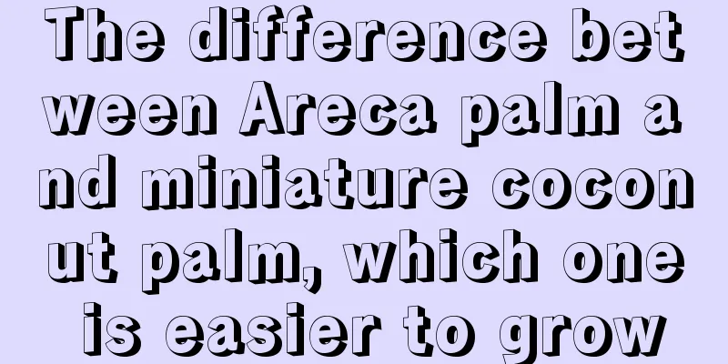 The difference between Areca palm and miniature coconut palm, which one is easier to grow