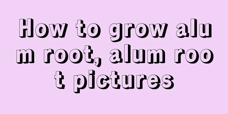 How to grow alum root, alum root pictures