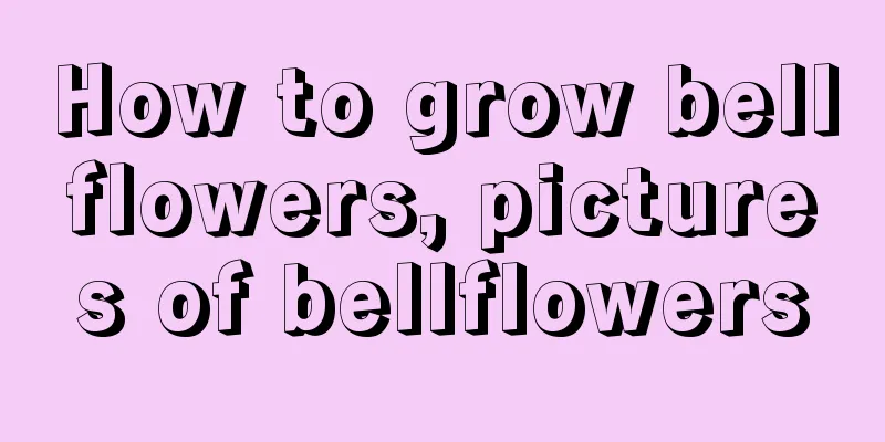 How to grow bellflowers, pictures of bellflowers