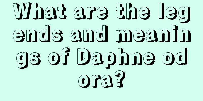 What are the legends and meanings of Daphne odora?