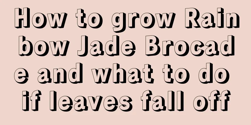 How to grow Rainbow Jade Brocade and what to do if leaves fall off