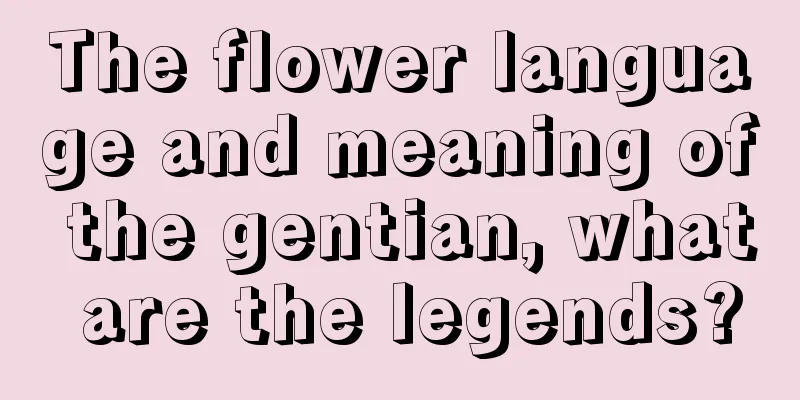 The flower language and meaning of the gentian, what are the legends?