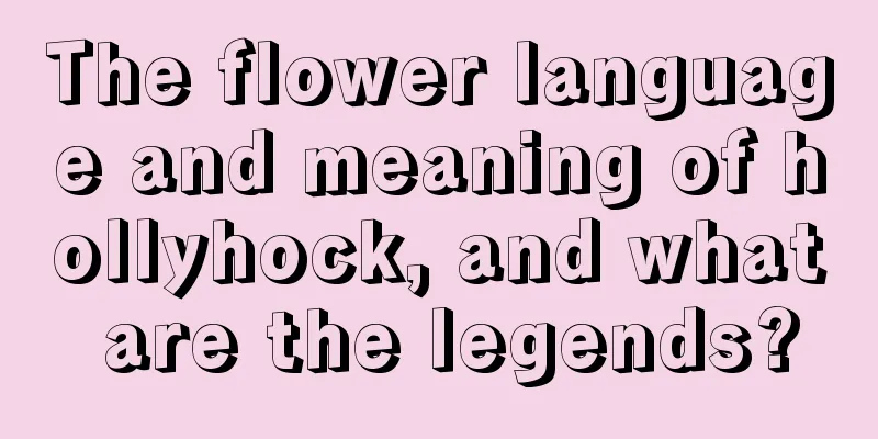 The flower language and meaning of hollyhock, and what are the legends?