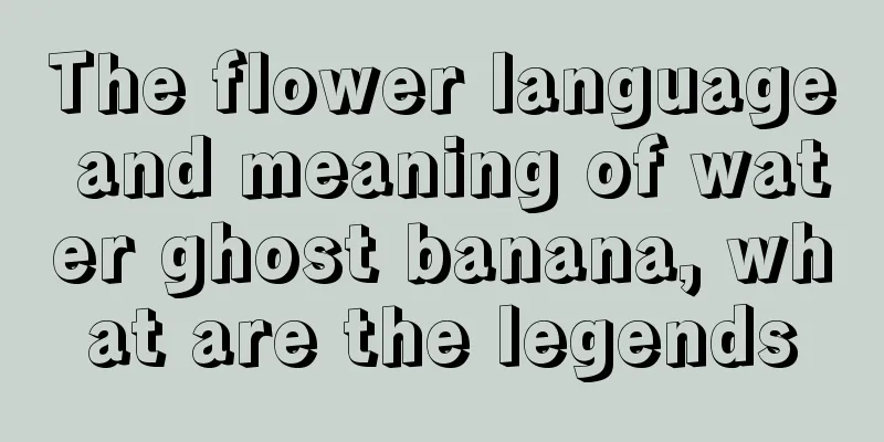 The flower language and meaning of water ghost banana, what are the legends