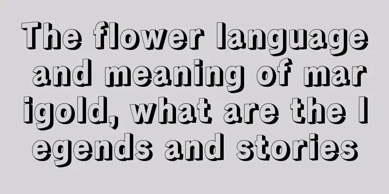 The flower language and meaning of marigold, what are the legends and stories