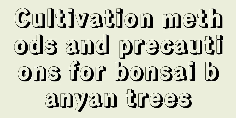 Cultivation methods and precautions for bonsai banyan trees