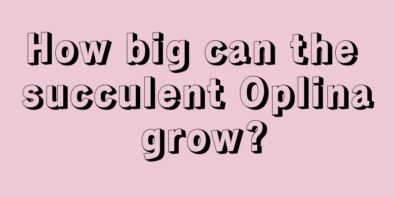 How big can the succulent Oplina grow?