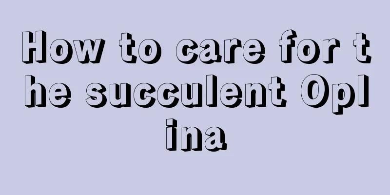 How to care for the succulent Oplina