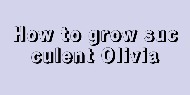 How to grow succulent Olivia