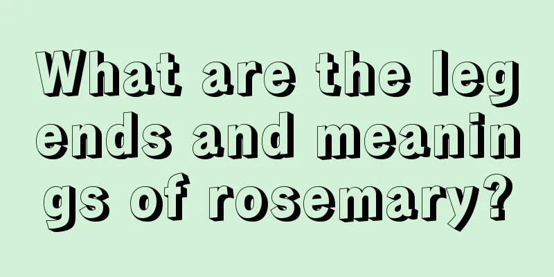 What are the legends and meanings of rosemary?