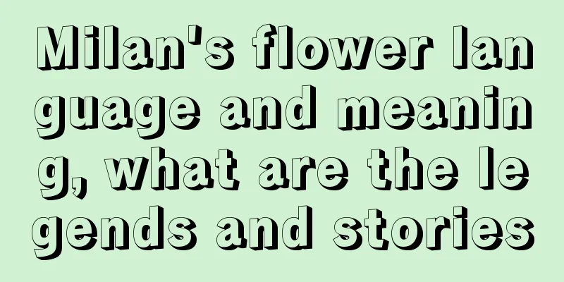 Milan's flower language and meaning, what are the legends and stories