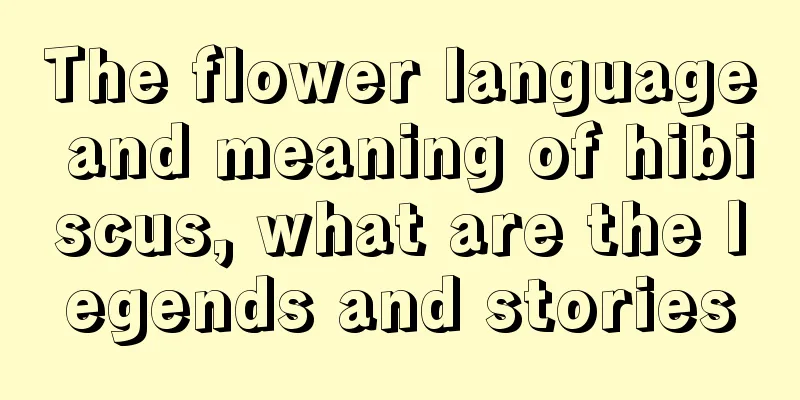 The flower language and meaning of hibiscus, what are the legends and stories