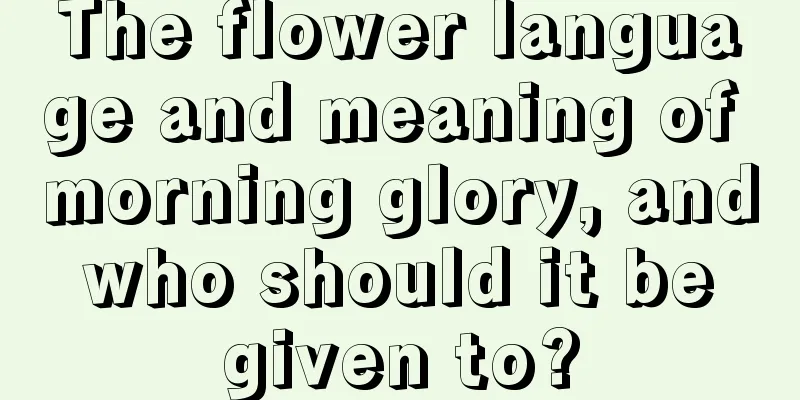 The flower language and meaning of morning glory, and who should it be given to?