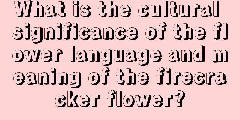 What is the cultural significance of the flower language and meaning of the firecracker flower?