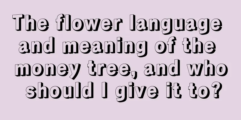 The flower language and meaning of the money tree, and who should I give it to?