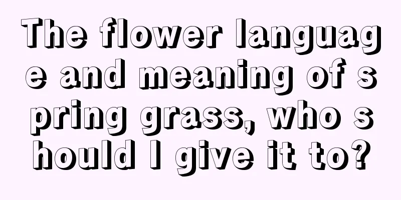 The flower language and meaning of spring grass, who should I give it to?