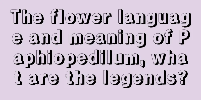 The flower language and meaning of Paphiopedilum, what are the legends?