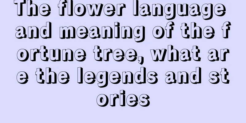 The flower language and meaning of the fortune tree, what are the legends and stories