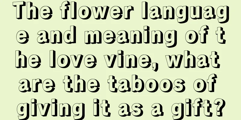 The flower language and meaning of the love vine, what are the taboos of giving it as a gift?